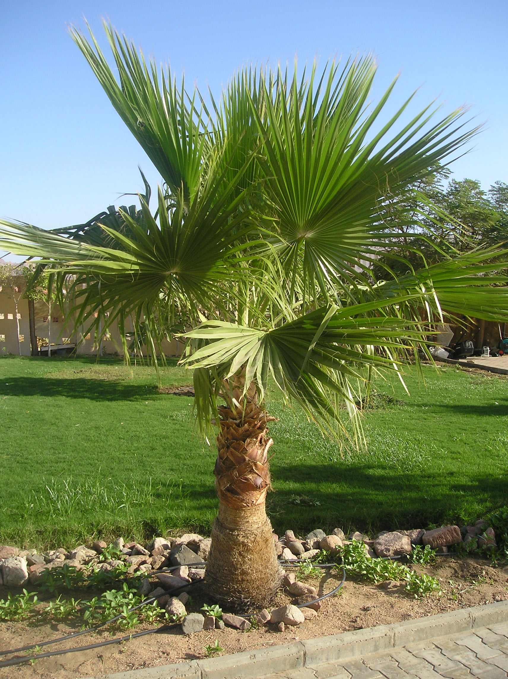 PA316817.JPG